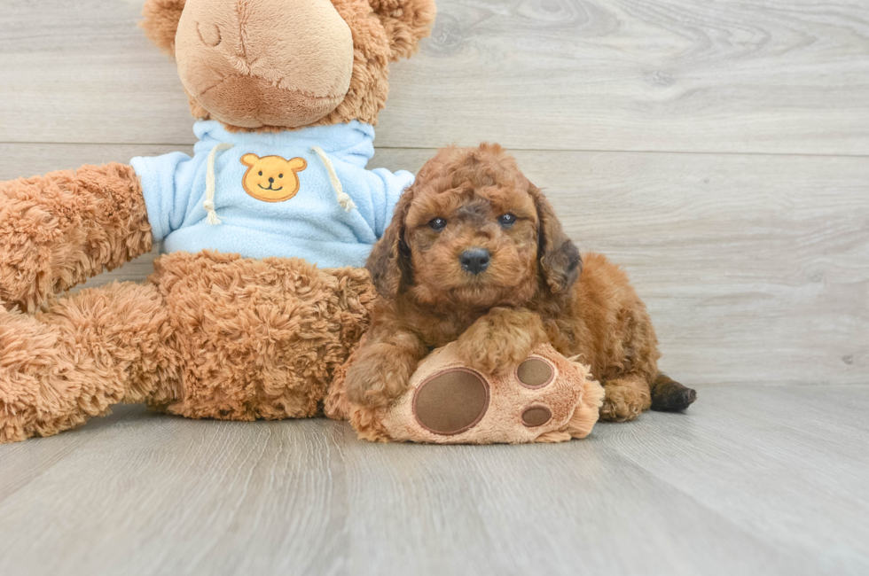 6 week old Cavapoo Puppy For Sale - Florida Fur Babies