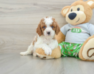 8 week old Cavapoo Puppy For Sale - Florida Fur Babies