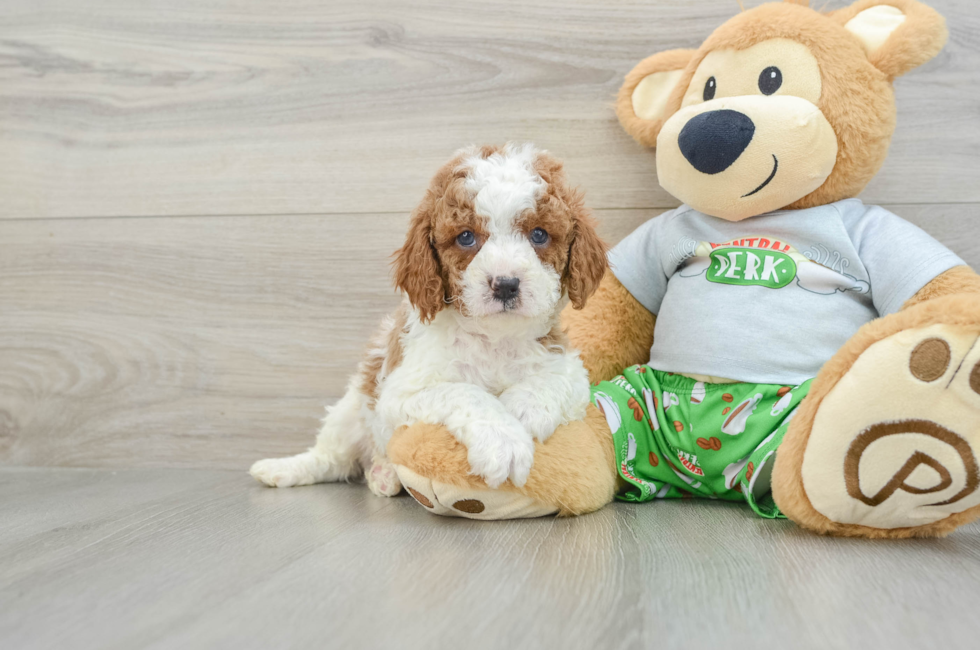 7 week old Cavapoo Puppy For Sale - Florida Fur Babies