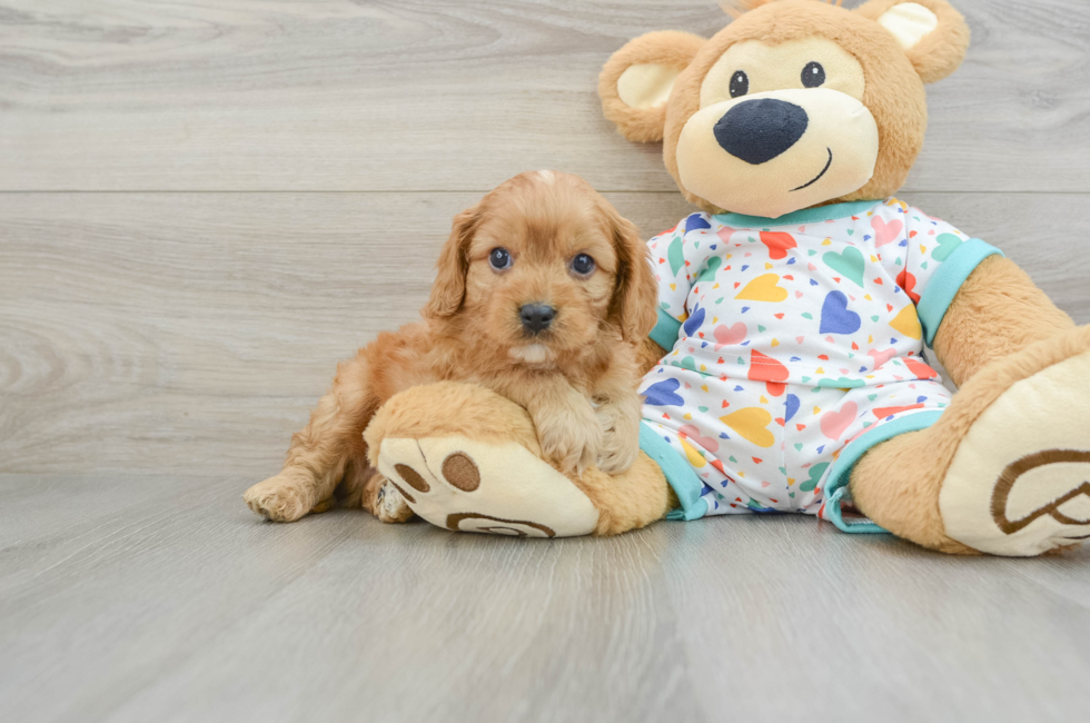 7 week old Cavapoo Puppy For Sale - Florida Fur Babies