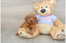 Smart Cavapoo Poodle Mix Pup
