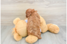 Friendly Cavapoo Baby