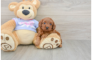 Cavapoo Puppy for Adoption