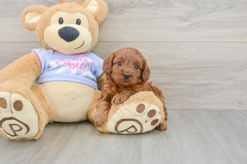 5 week old Cavapoo Puppy For Sale - Florida Fur Babies