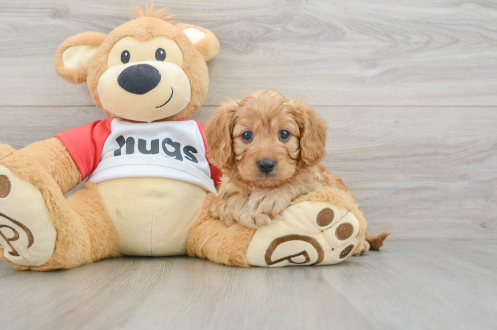 7 week old Cavapoo Puppy For Sale - Florida Fur Babies