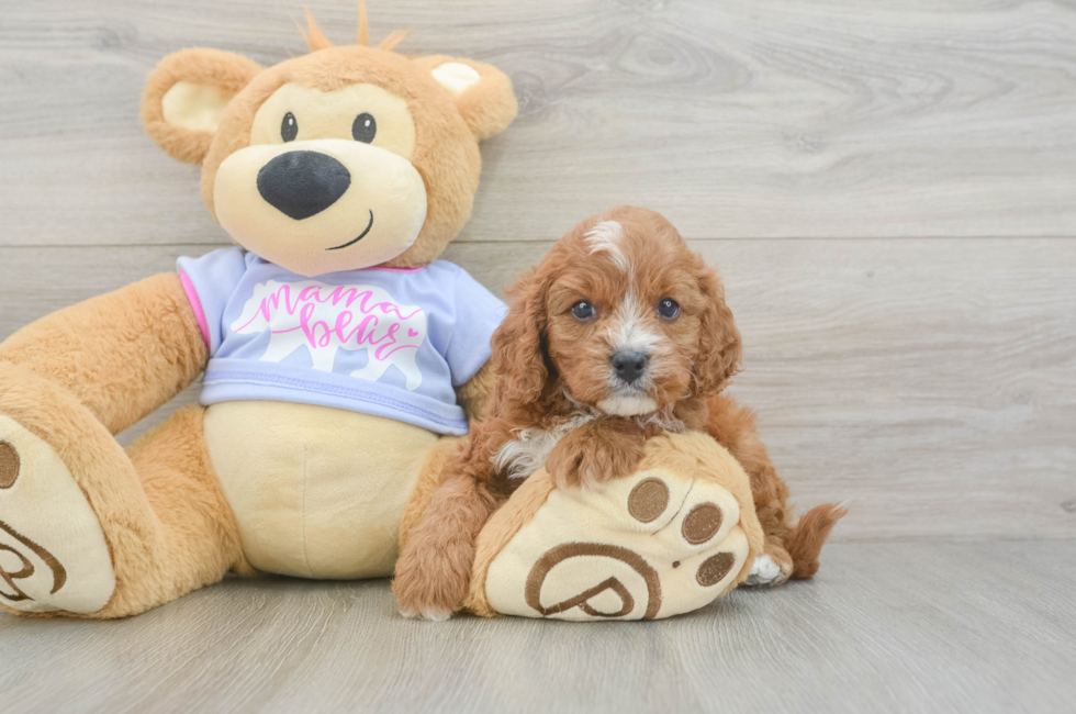 5 week old Cavapoo Puppy For Sale - Florida Fur Babies