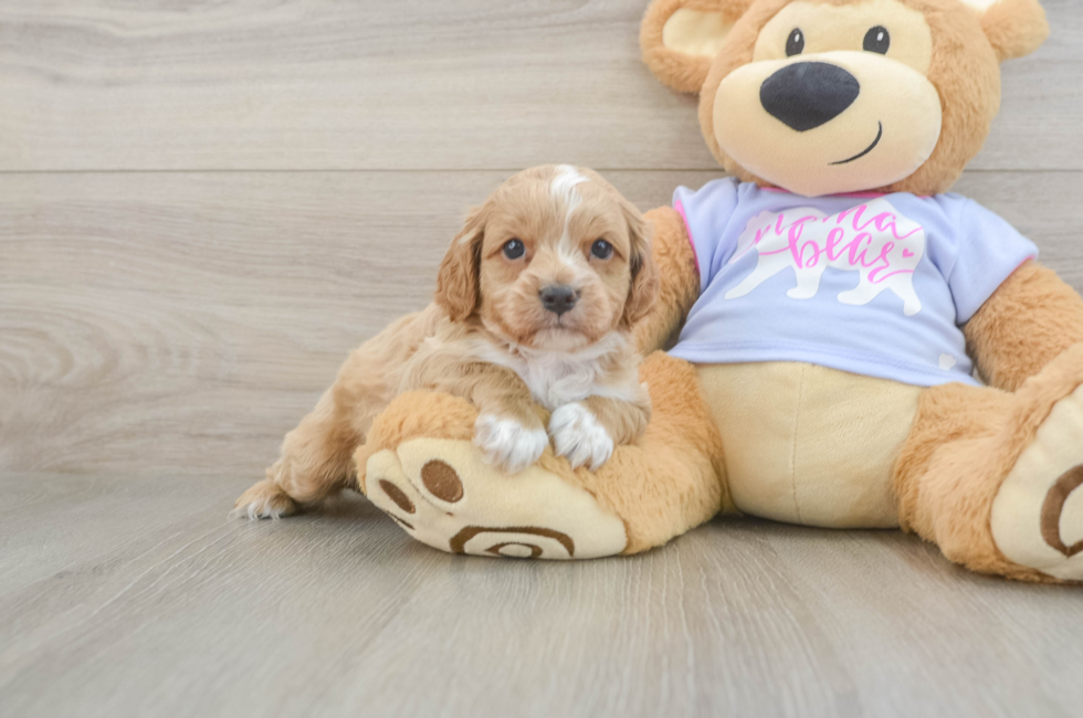 5 week old Cavapoo Puppy For Sale - Florida Fur Babies