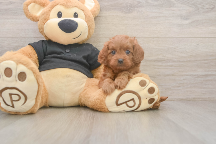 Sweet Cavapoo Baby