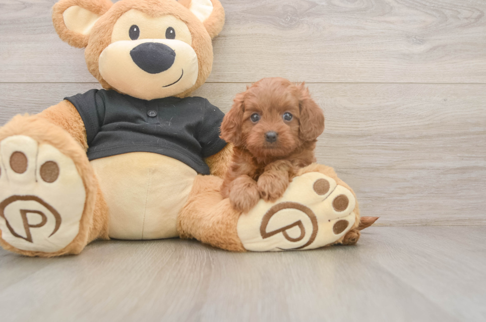5 week old Cavapoo Puppy For Sale - Florida Fur Babies