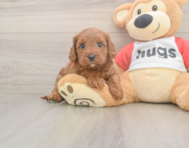 7 week old Cavapoo Puppy For Sale - Florida Fur Babies