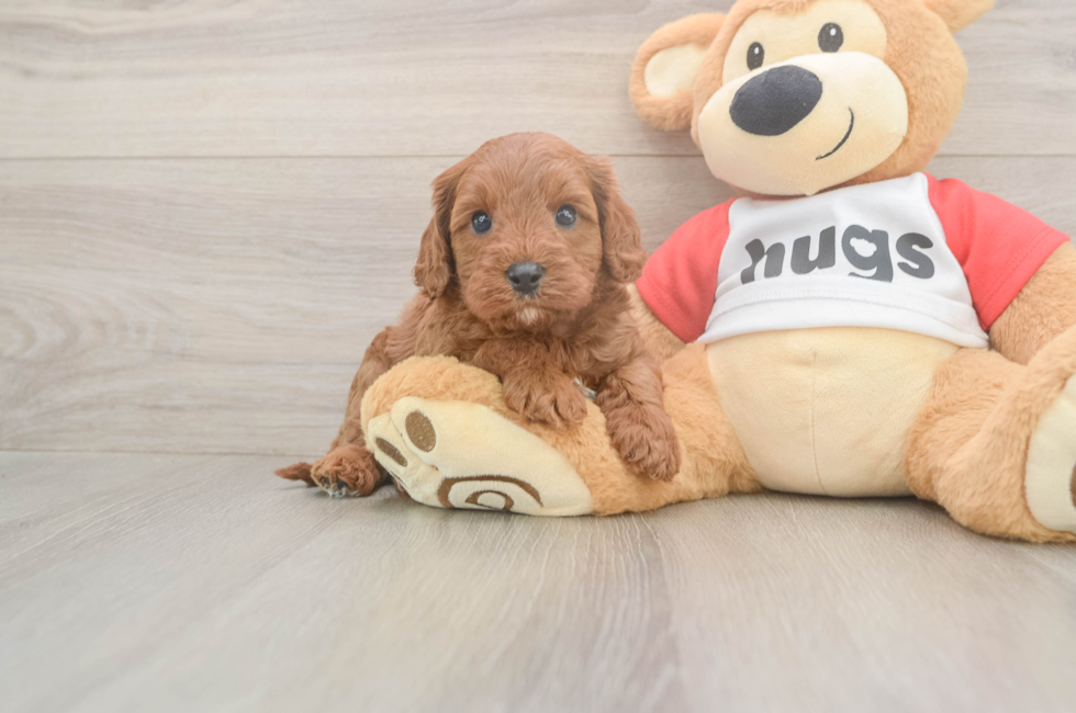 5 week old Cavapoo Puppy For Sale - Florida Fur Babies