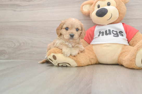 5 week old Cavapoo Puppy For Sale - Florida Fur Babies Happy Cavapoo Baby