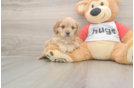 Meet Urban - our Cavapoo Puppy Photo  1/3 - Florida Fur Babies Happy Cavapoo Baby