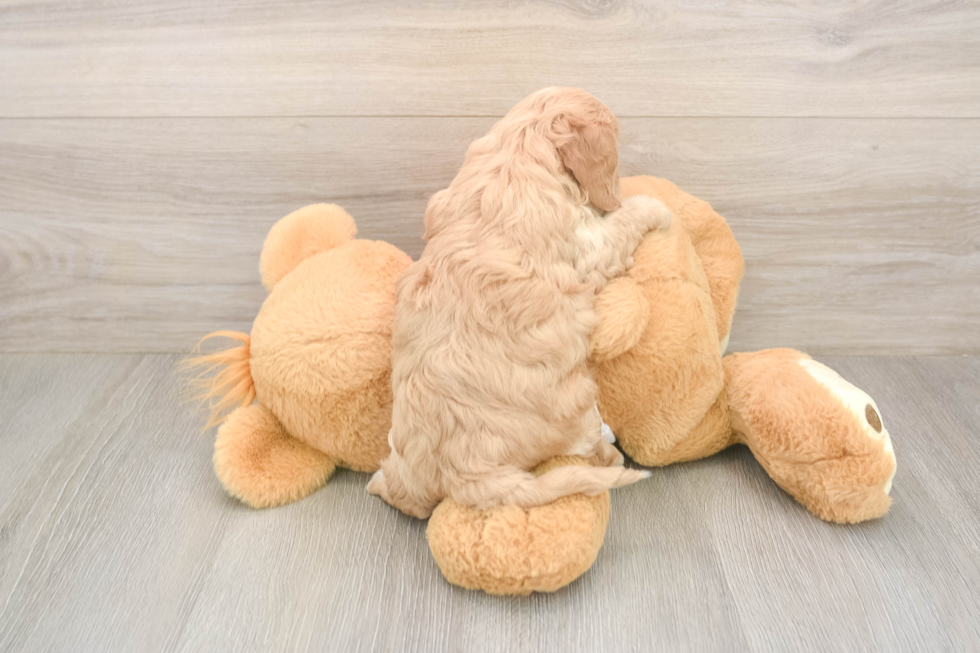 Meet Urban - our Cavapoo Puppy Photo  3/3 - Florida Fur Babies Fluffy Cavapoo Poodle Mix Pup