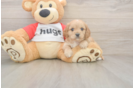 Meet Urban - our Cavapoo Puppy Photo  2/3 - Florida Fur Babies Sweet Cavapoo Baby