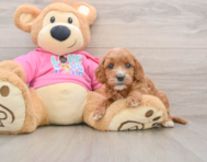 8 week old Cavapoo Puppy For Sale - Florida Fur Babies