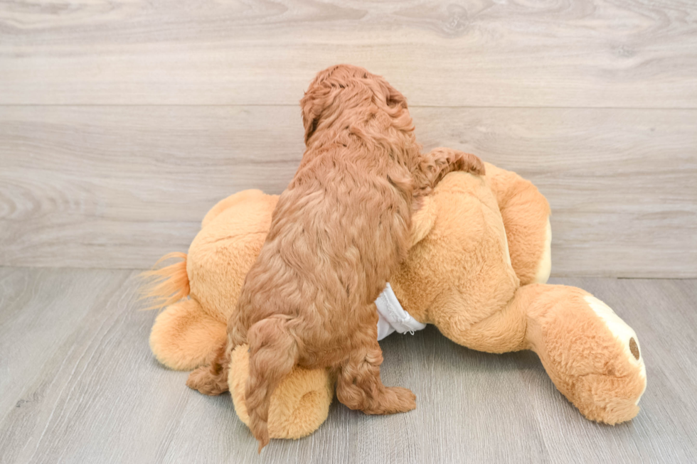 Playful Cavapoodle Poodle Mix Puppy