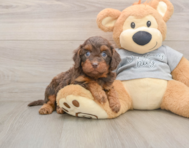 7 week old Cavapoo Puppy For Sale - Florida Fur Babies