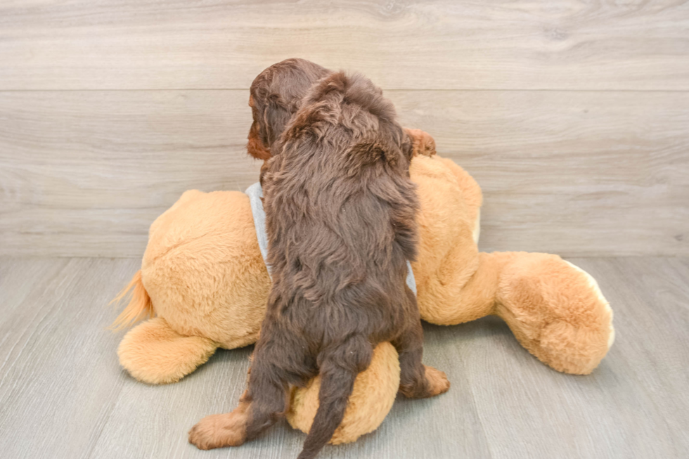 Cavapoo Pup Being Cute