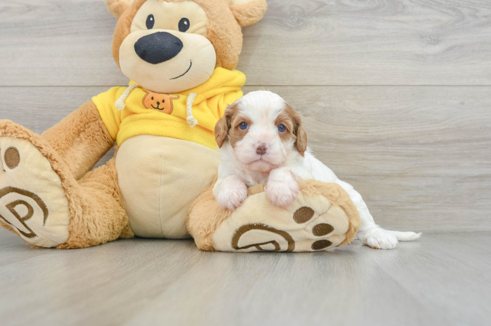 6 week old Cavapoo Puppy For Sale - Florida Fur Babies