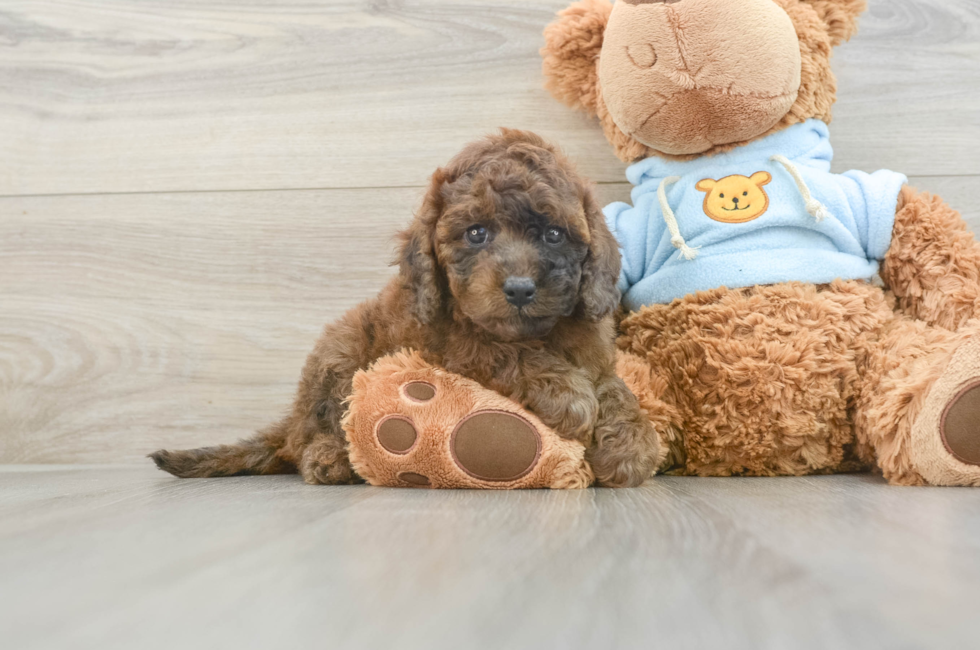 6 week old Cavapoo Puppy For Sale - Florida Fur Babies