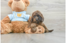 Best Cavapoo Baby