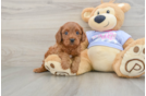 Smart Cavapoo Poodle Mix Pup