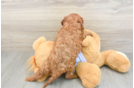 Cavapoo Pup Being Cute