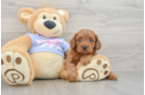 Best Cavapoo Baby