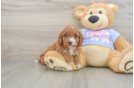 Sweet Cavapoo Baby