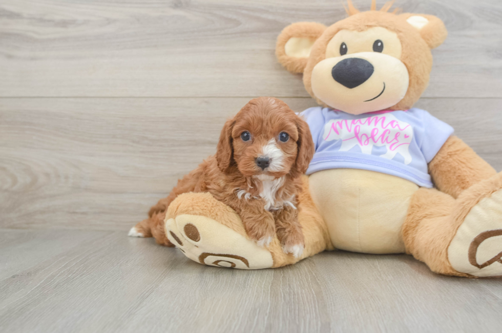 5 week old Cavapoo Puppy For Sale - Florida Fur Babies