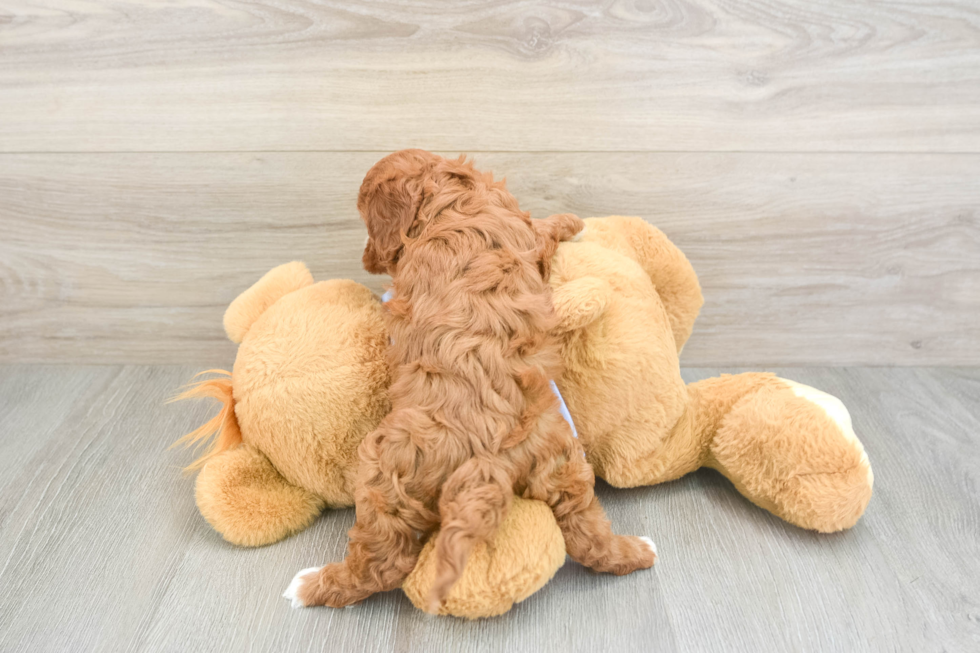 Small Cavapoo Baby
