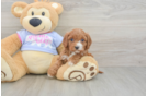 Cavapoo Puppy for Adoption