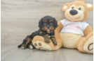Small Cavapoo Baby