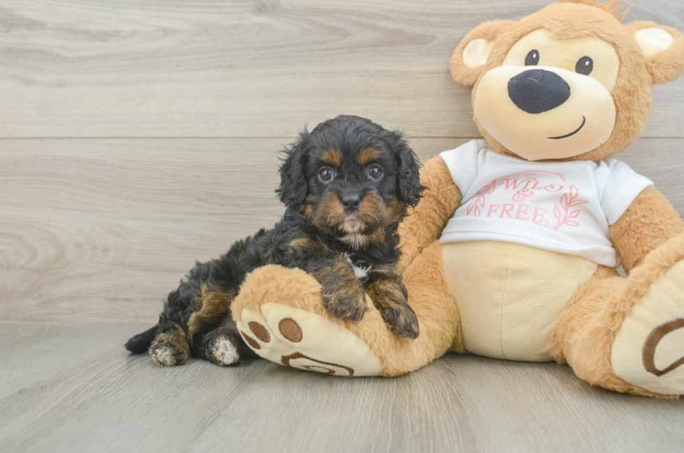 5 week old Cavapoo Puppy For Sale - Florida Fur Babies