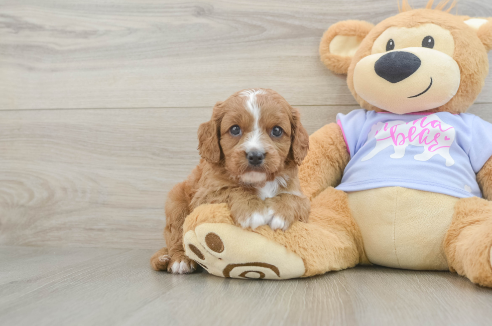 5 week old Cavapoo Puppy For Sale - Florida Fur Babies