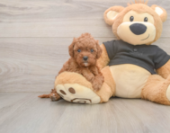 8 week old Cavapoo Puppy For Sale - Florida Fur Babies
