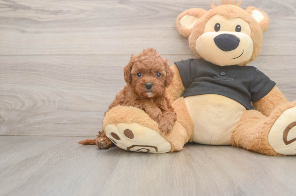 5 week old Cavapoo Puppy For Sale - Florida Fur Babies