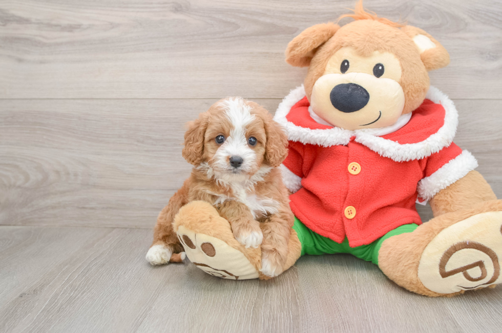 5 week old Cavapoo Puppy For Sale - Florida Fur Babies
