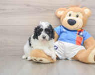 8 week old Cavapoo Puppy For Sale - Florida Fur Babies