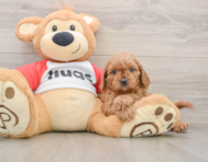 8 week old Cavapoo Puppy For Sale - Florida Fur Babies