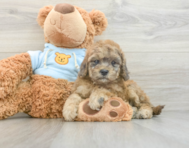 8 week old Cavapoo Puppy For Sale - Florida Fur Babies