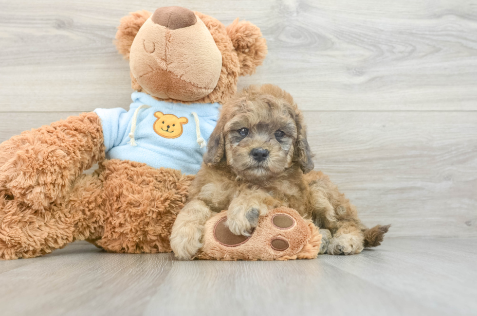 6 week old Cavapoo Puppy For Sale - Florida Fur Babies