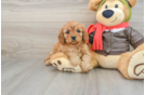 Adorable Cavalier King Charles Spaniel and Poodle Mix Poodle Mix Puppy