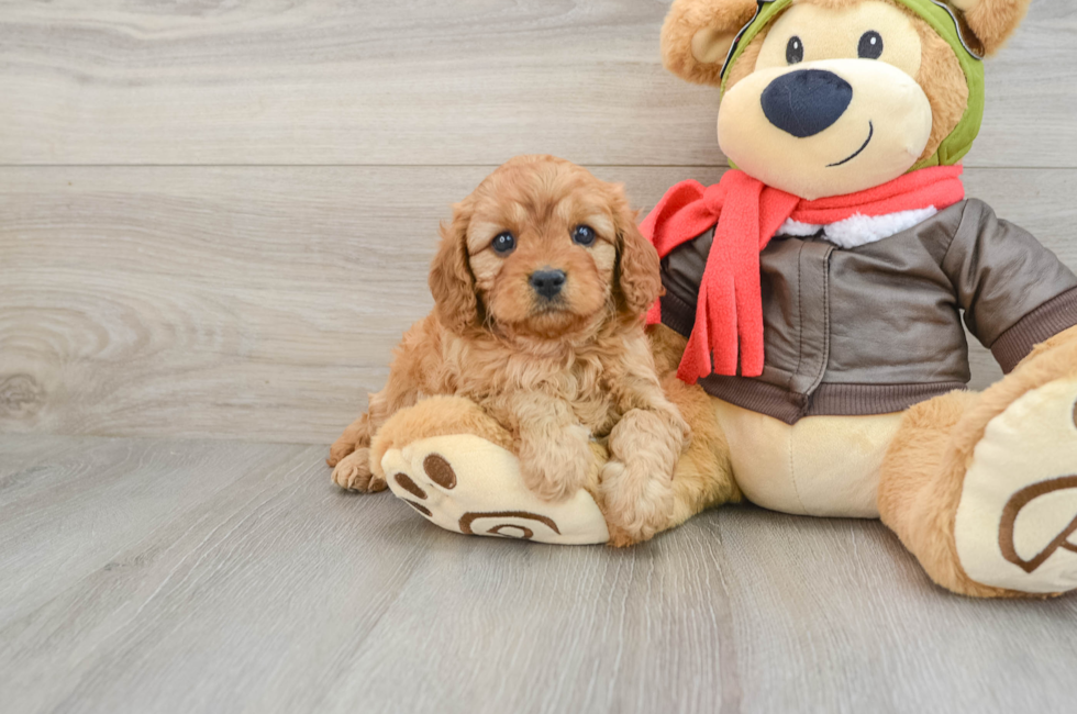 5 week old Cavapoo Puppy For Sale - Florida Fur Babies