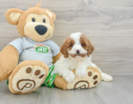 8 week old Cavapoo Puppy For Sale - Florida Fur Babies