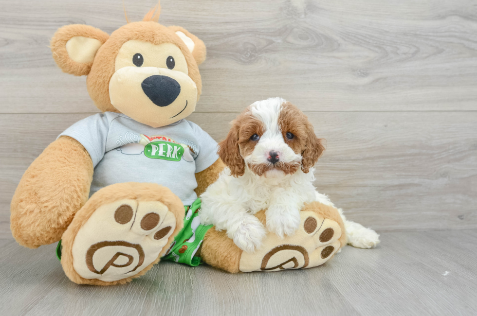 7 week old Cavapoo Puppy For Sale - Florida Fur Babies