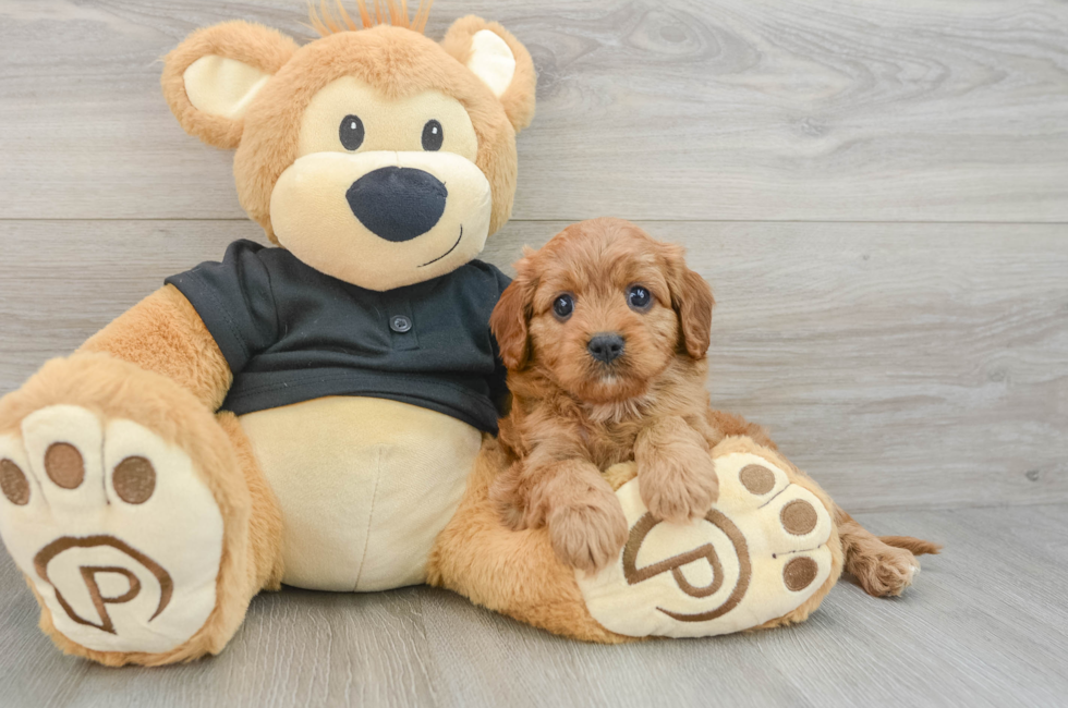 5 week old Cavapoo Puppy For Sale - Florida Fur Babies