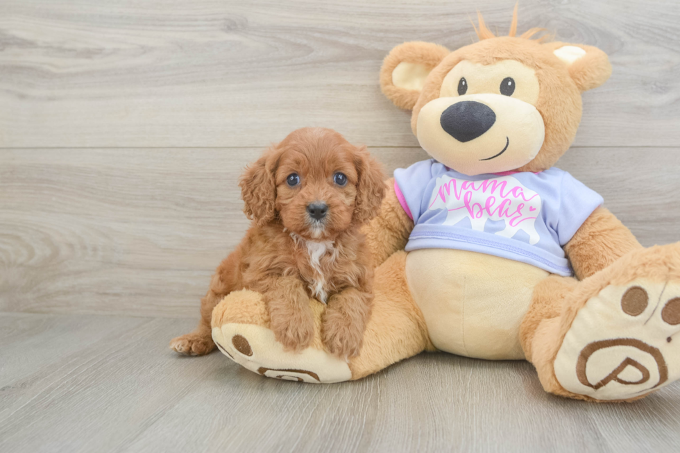 Happy Cavapoo Baby