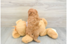 Sweet Cavapoo Baby